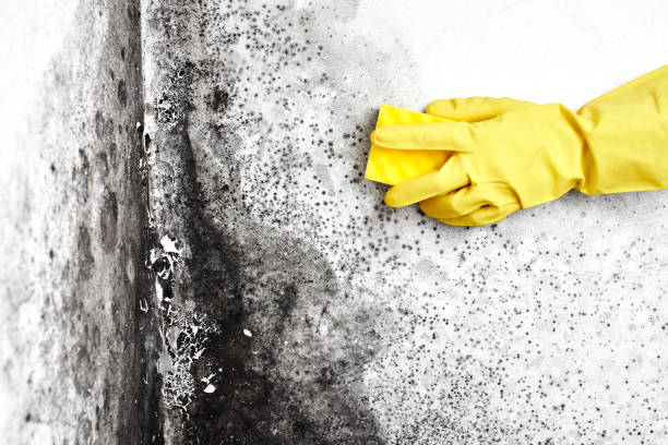 Mold Documentation for Insurance Claims in Falls Church, VA