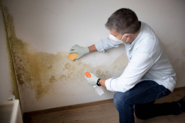 Best Commercial Mold Inspection  in Falls Church, VA