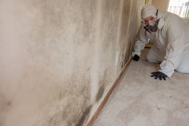 Best Asbestos and Lead Testing During Mold Inspection  in Falls Church, VA