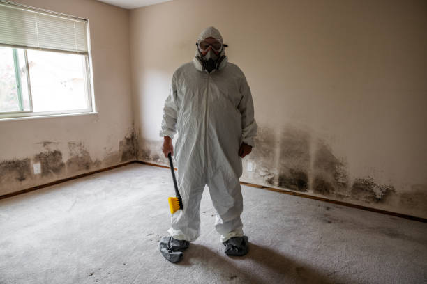 Best Environmental Consulting for Mold Prevention  in Falls Church, VA